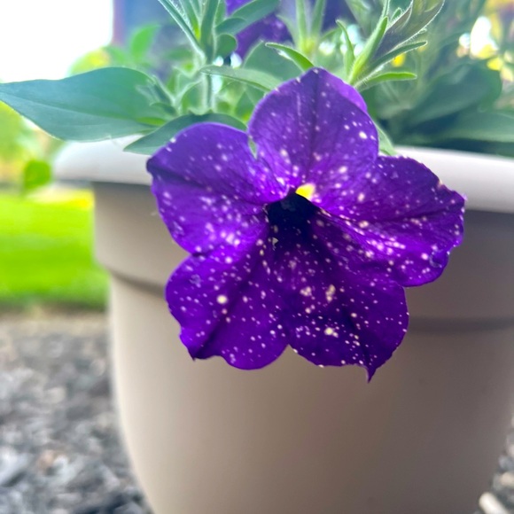 Meet your Posher, Sara - Picture 1 of 1